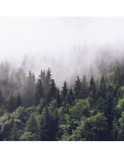 Fototapeta REBEL WALLS | Misty Fir Forest