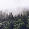 Fotografia, na której jest Fototapeta REBEL WALLS | Misty Fir Forest