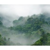 Fotografia, na której jest Fototapeta REBEL WALLS | Misty Forest