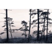 Fotografia, na której jest Fototapeta REBEL WALLS | Old Pine Trees