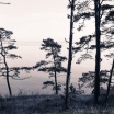 Fotografia, na której jest Fototapeta REBEL WALLS | Old Pine Trees