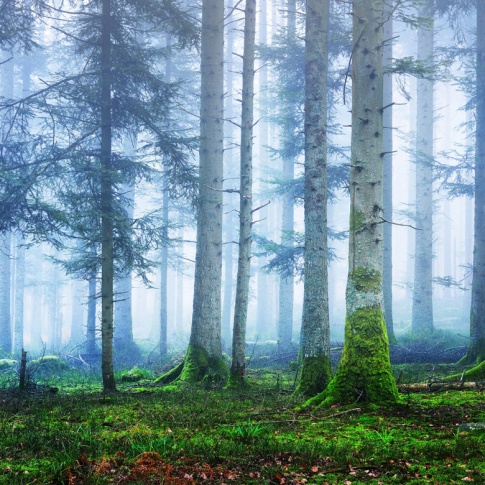 Fotografia, na której jest Fototapeta REBEL WALLS | SCANDINAVIA Blue Forest