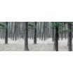 Fotografia, na której jest Fototapeta REBEL WALLS | SCANDINAVIA Pine Forest