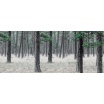 Fotografia, na której jest Fototapeta REBEL WALLS | SCANDINAVIA Pine Forest