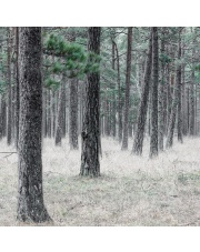 Fototapeta REBEL WALLS | SCANDINAVIA Pine Forest