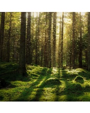 Fototapeta REBEL WALLS | SCANDINAVIA Forest Bath