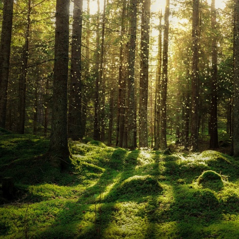 Fotografia, na której jest Fototapeta REBEL WALLS | SCANDINAVIA Forest Bath