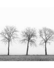 Fototapeta REBEL WALLS | SCANDINAVIA Tree Soldiers