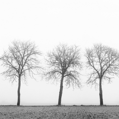 Fotografia, na której jest Fototapeta REBEL WALLS | SCANDINAVIA Tree Soldiers