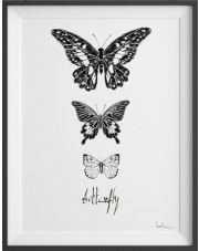 Plakat Motyle Nº2 - kreska