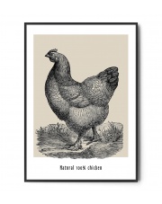 Plakat NATURAL CHICKEN - Fox Art Studio