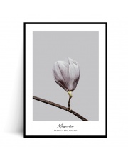 Plakat MAGNOLIA SOULANGEANA no.1 - Fox Art Studio