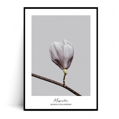 Fotografia, na której jest Plakat MAGNOLIA SOULANGEANA no.1 - Fox Art Studio