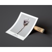 Fotografia, na której jest Plakat MAGNOLIA SOULANGEANA no.2 - FOX ART STUDIO