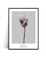 Plakat MAGNOLIA SOULANGEANA no.2 - Fox Art Studio