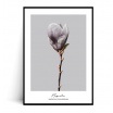Fotografia, na której jest Plakat MAGNOLIA SOULANGEANA no.2 - FOX ART STUDIO