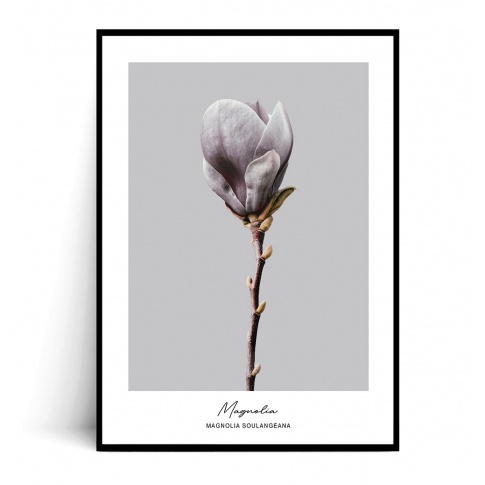 Fotografia, na której jest Plakat MAGNOLIA SOULANGEANA no.2 - Fox Art Studio