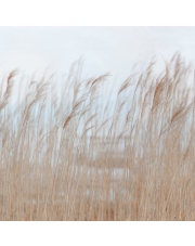 Fototapeta SWAYING REED - REBEL WALLS