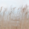 Fotografia, na której jest Fototapeta SWAYING REED - REBEL WALLS