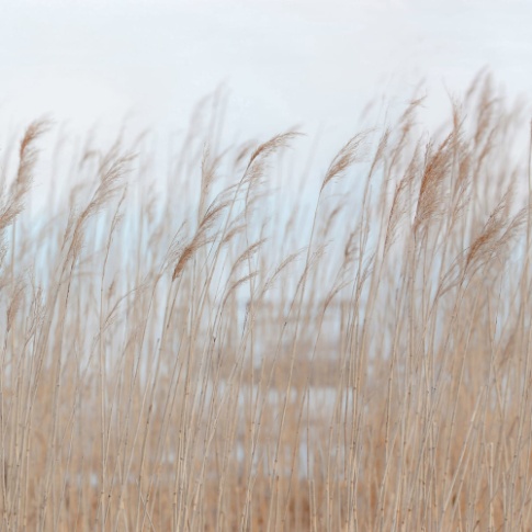 Fotografia, na której jest Fototapeta SWAYING REED - REBEL WALLS