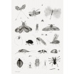 Fotografia, na której jest Plakat owad Bug World